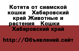 Котята от сиамской кошки - Хабаровский край Животные и растения » Кошки   . Хабаровский край